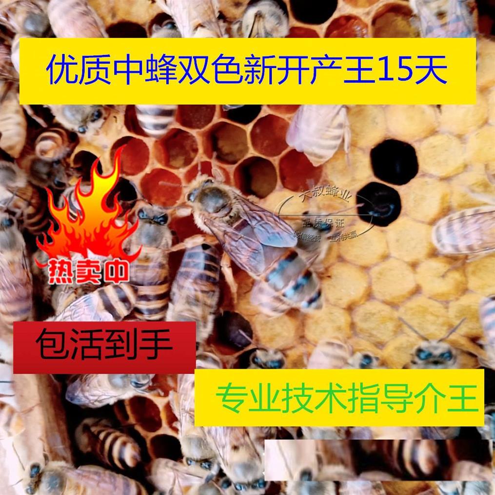中蜂蜂群阿坝产卵王蜜蜂群优质土蜂群笼蜂活体新产卵处女开产王蜂|msdalam kategori haiwan peliharaan/makanan haiwan dan bekalan, haiwan kesayangan yang lain, haiwan kesayangan yang lain - dari Buy2taobao.com untuk memberikan perkhidmatan ejen Taobao profesional membeli