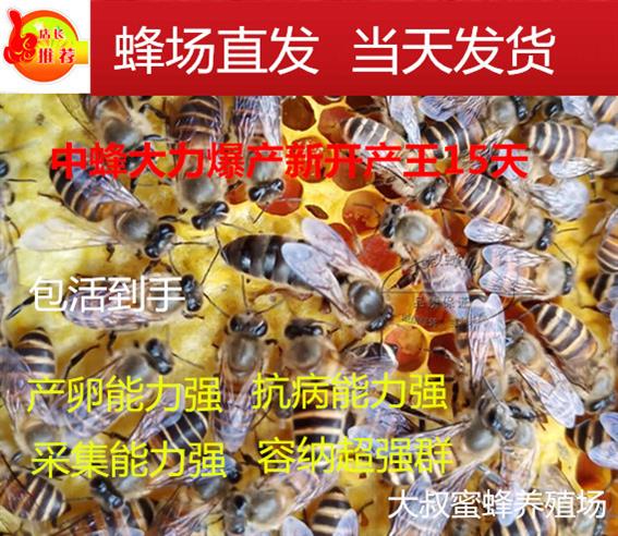 优质活体中蜂蜂王产卵黑王交尾双色开产王蜂王处女阿坝王王蜜蜂王在类目 宠物/宠物食品及用品, 其它宠物, 其它宠物中 - 来自Buy2taobao.com提供专业的淘宝代购服务