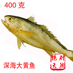  特价 特级新鲜冷冻深海大黄鱼 野生海鱼 海鲜鱼类制品 福建特产