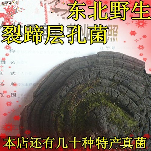 Northeast wild Fungi Clefthoof Autumn tree yellow Horseshoe yellow Tree Huang Lingzhi 500 gramin the Traditional nourishing food , Ganoderma , Pruning Ganoderma category - from Buy2taobao.com to provide professional Taobao agent buy service