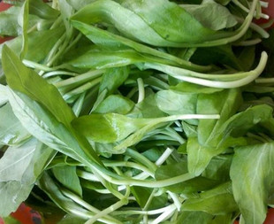  全天然绿色野菜，新鲜野生马兰头 鸡儿肠 新鲜 拍下现采