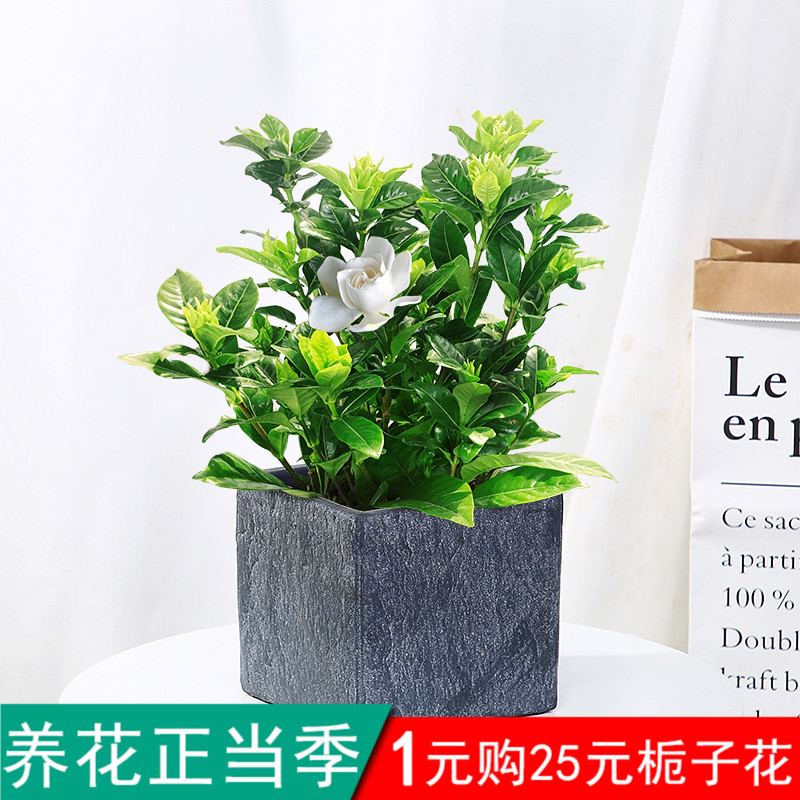 栀子花盆栽植物春季观赏花卉防辐射吸甲醛四季大叶水培盆景花苗在类目 鲜花速递/花卉仿真/绿植园艺, 花卉/绿植盆栽(新), 绿植中 - 来自Buy2taobao.com提供专业的淘宝代购服务