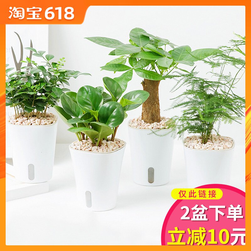 米兰盆栽植物室内盆景金钱树九里香檀香茶盆栽花卉室内办公桌盆栽|msdalam kategori penghantaran bunga/bunga simulasi/tumbuhan berkebun, bunga/Tumbuh-tumbuhan tumbuh-tumbuhan pasu (baru), tumbuh-tumbuhan hijau - dari Buy2taobao.com untuk memberikan perkhidmatan ejen Taobao profesional membeli