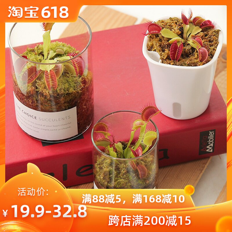 Venus flytrap Piranha Fresh Cordyceps interest Mosquitoes Green plant Potted plant Botany indoor desktop Officein the Flower delivery/Flowers simulation/Plants gardening , Flowers/Potted plants (New) , Plants category - from Buy2taobao.com to provide professional Taobao agent buy service