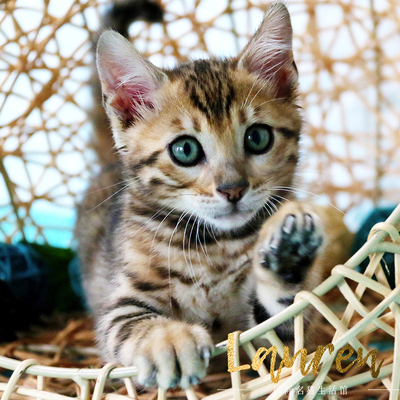 孟加拉豹猫 宠物猫咪活体幼崽幼猫纯种可爱 上海猫舍
