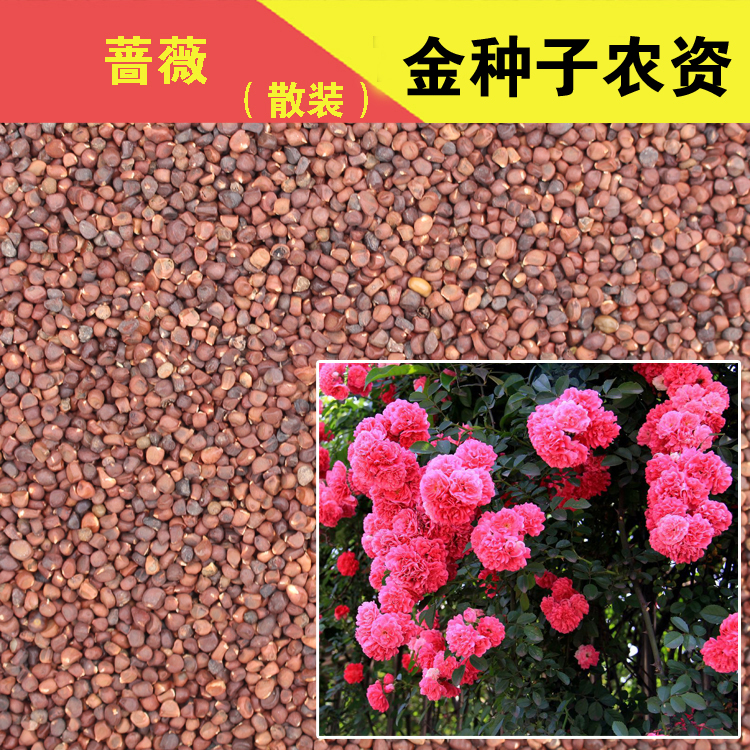 散装蔷薇花种子 阳台庭院盆栽花卉种子月季花种子 易种四季播种|ruв категории доставка цветов/цветок моделирования/растения садоводства, цветок/овощи и фрукты/газон семян (новая), домашнее садоводство семян - от Buy2taobao.com для оказания профессиональной услуги покупки агента Taobao