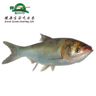  【容一 上虞同城直送】水产品新鲜淡水鱼 胖头鱼鳙鱼