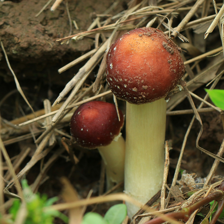Bamboo Native Matsutake dried food Japanese red pine Mushroom wild Soup Dry film Share 150gin the Agri rice/Dried foods/Condiment , Dried foods/Meat Dry , Dry/Native , Mushroom category category - from Buy2taobao.com to provide professional Taobao agent buy service