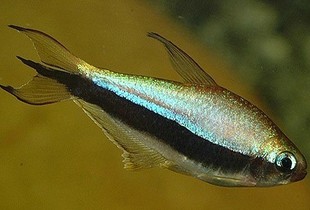 南美亚马逊河热带鱼 帝王灯鱼 黄帝王灯 L号-淘宝网