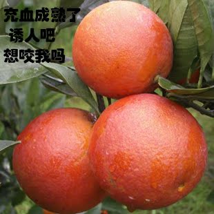 包邮10斤 四川塔罗科血橙 新鲜水果玫瑰血橙现摘发货胜新奇士脐橙