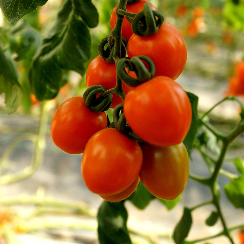 Cherry tomatoes 1 pounds Cherry Tomatoes miniature tomato fresh fruit Shenzhen fruit Same city Distribution 1 poundsin the Aquatic meat/Fresh fruits and vegetables/Cooked , Fresh fruit , Other category - from Buy2taobao.com to provide professional Taobao agent buy service