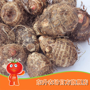  【东升农场】农场直供_芋头仔_小芋头好吃_中秋吃芋头（500g）