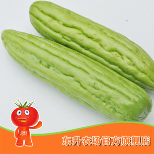  【东升农场】无公害苦瓜_凉瓜青菜_健康绿色蔬菜 广东配送（500g