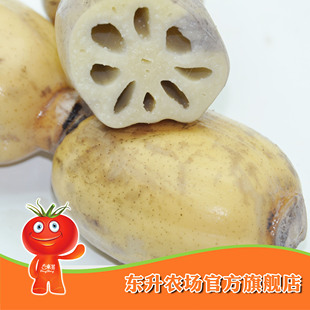  农场直供_绿色精品莲藕_粉藕_真空包装 东升品质保证（500g）