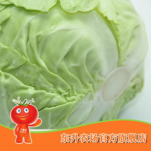  农场直供_东升青椰菜_新鲜包菜_健康蔬菜 广东新鲜配送（1000g）