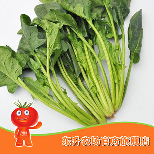  农场直供_无公害菠菜_新鲜打火锅蔬菜 广州新鲜配送东升品质300克
