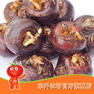  农场直供东升马蹄_荸荠 清脆可口马蹄 东升品质保证 广州配送300g
