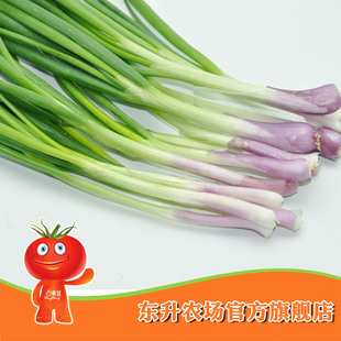  农场直供 东升无公害生葱_调配料葱_新鲜蔬菜生葱 红头葱（100g）