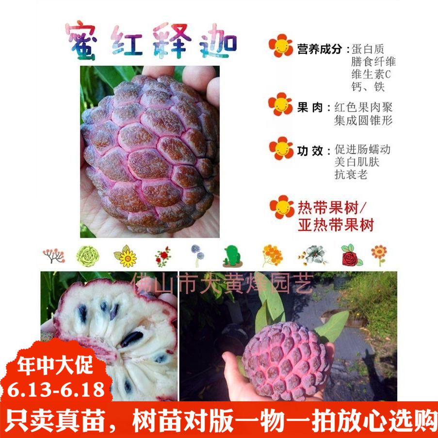 New products Best Sellers Taiwan Shakya Buddha Guomiao North and South courtyard Fruit tree Potted plant Guangdong Foshan Deliver goodsin the Flower delivery/Flowers simulation/Plants gardening , Garden Plants/Trees/Fruit tree, Fruit tree category - from Buy2taobao.com to provide professional Taobao agent buy service