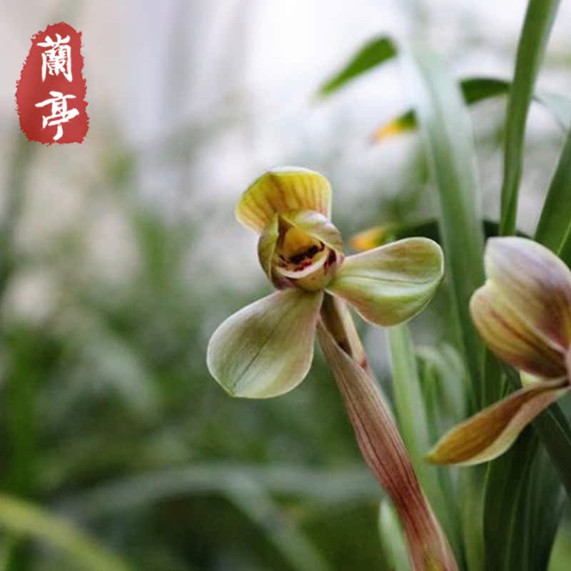 环球荷鼎 春兰矮种兰花苗浓香传统老品种名品荷瓣室内阳台好养兰在类目 鲜花速递/花卉仿真/绿植园艺, 花卉/绿植盆栽(新), 花卉中 - 来自Buy2taobao.com提供专业的淘宝代购服务