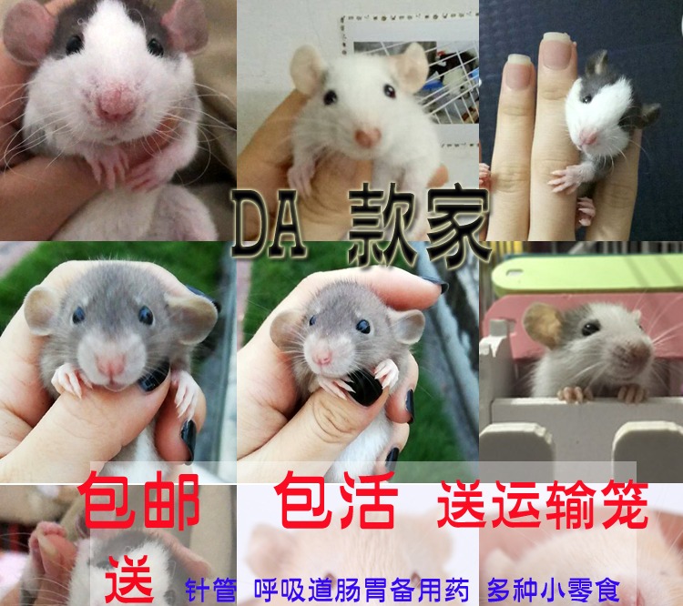 大款家飞象耳花枝鼠 活体宠物花枝鼠支持视频挑选广州可上门自提在类目 宠物/宠物食品及用品, 仓鼠类及其它小宠, 仓鼠中 - 来自Buy2taobao.com提供专业的淘宝代购服务