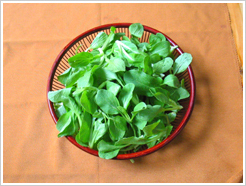  自种有机鸡毛菜 小青菜 新鲜蔬菜 沙拉拌菜 时令有机蔬菜无农药