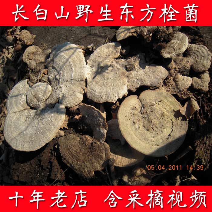 2018 New Changbai Mountains East Trametes Gray band Trametes East 方云芝 25 element /250 gramin the Traditional nourishing food , Ganoderma , Pruning Ganoderma category - from Buy2taobao.com to provide professional Taobao agent buy service