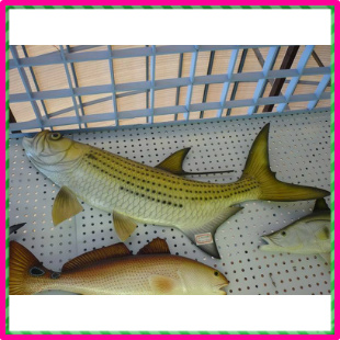 大型热带鱼观赏鱼排行榜大型热带鱼观赏鱼价格