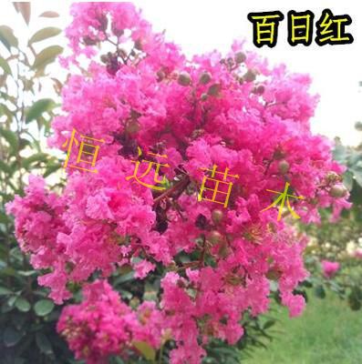 紫薇树苗绿化庭院百日红美国红火箭紫薇小苗占地拆迁大苗在类目 鲜花速递/花卉仿真/绿植园艺, 花园植物/行道树/果树, 观叶 /花灌木中 - 来自Buy2taobao.com提供专业的淘宝代购服务