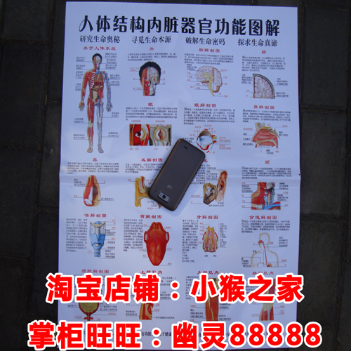 人体骨骼结构内脏器官功能图解挂图 内脏图|msdalam kategori Toy/bayi/teka-teki/blok bangunan/model, Pembelajaran awal/mainan pintar, Poster bayi/poster pranatal - dari Buy2taobao.com untuk memberikan perkhidmatan ejen Taobao profesional membeli