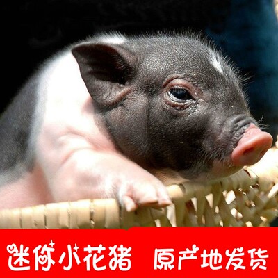 宠物猪 迷你小香猪花猪陆川猪活体 非长不大泰国小香猪死包赔送礼