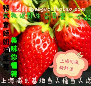  买就送奇异果/新鲜水果进口无公害章姬奶油草莓一盒4斤左右限上海
