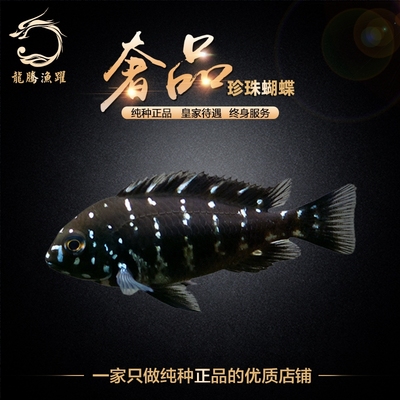 特价进口三湖慈鲷坦鲷小型淡水热带观赏鱼蓝面