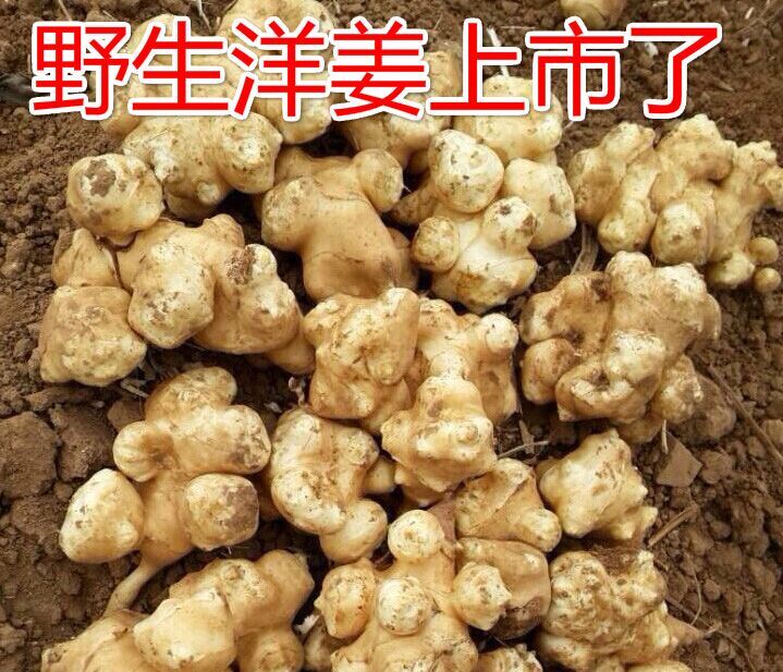 2018 fresh Jerusalem artichoke Devil ginger wild Jerusalem artichoke Pickled pickled cabbage Pickles Pickles Vegetables 5 poundsin the Aquatic meat/Fresh fruits and vegetables/Cooked , Fresh vegetables/Vegetable products , Fresh vegetables , Other category - from Buy2taobao.com to provide professional Taobao agent buy service
