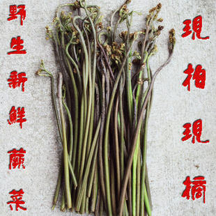  现拍现摘100%野生新鲜蕨菜 龙爪菜 野菜 蔬菜 500克爸爸摘的