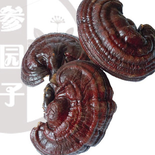  东北特产长白山半野生紫灵芝 特级精选大个头新货 新店亏本冲钻