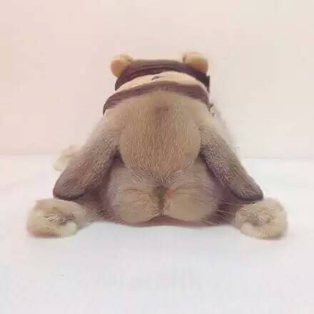 Beijing Mini Lop living thing Pet Rabbit Cat Rabbit living thing Dwarf baby Fold rabbit living thingin the Pet/Pet food and supplies , Rabbits and supplies , Rabbit category - from Buy2taobao.com to provide professional Taobao agent buy service
