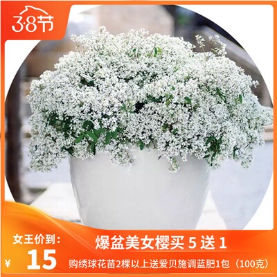 花漫时光 禾叶大戟花苗盆栽阳台垂吊观花植物组合拼盘易爆盆重瓣