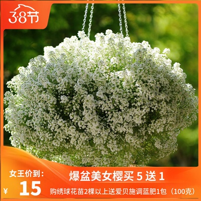 香雪球  多年生花期长浓香好搭配盆景 花园庭院植物12公分盆栽苗