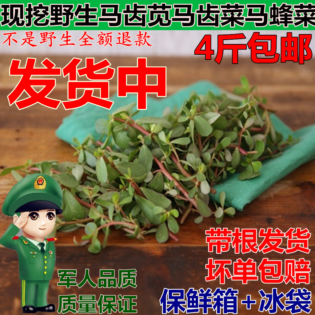 一份4斤马齿苋菜新鲜包邮野生马齿苋菜现挖马生菜冰鲜运输长寿菜在类目 水产肉类/新鲜蔬果/熟食, 新鲜蔬菜/蔬菜制品, 新鲜蔬菜, 其它中 - 来自Buy2taobao.com提供专业的淘宝代购服务