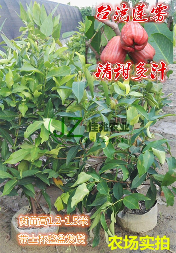 莲雾 台湾莲雾 黑金刚 水蒲桃 黑珍珠 泰国红宝石莲雾 带土杯包邮|ruв категории доставка цветов/цветок моделирования/растения садоводства, садовое растение/даосское дерево/фруктовых деревьев, фруктовых деревьев - от Buy2taobao.com для оказания профессиональной услуги покупки агента Taobao