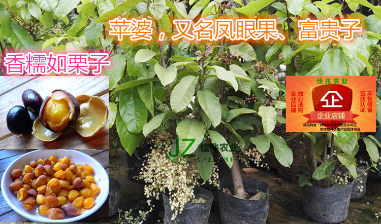 Granny seedlings Water hyacinth Guomiao Fukiko Sapling Soil cup with leavesin the Flower delivery/Flowers simulation/Plants gardening , Garden Plants/Trees/Fruit tree, Fruit tree category - from Buy2taobao.com to provide professional Taobao agent buy service