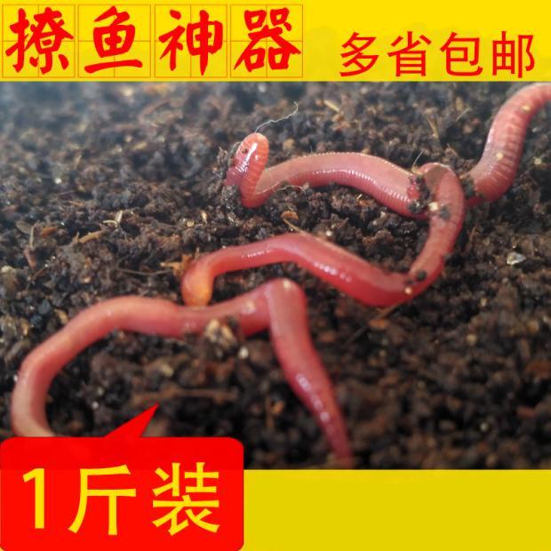 蚯蚓饵小药垂钓散鲜活土松平鱼苗二龟饲料钓鱼红蚯蚓大号种活体装在类目 户外/登山/野营/旅行用品, 垂钓装备, 鱼饵中 - 来自Buy2taobao.com提供专业的淘宝代购服务