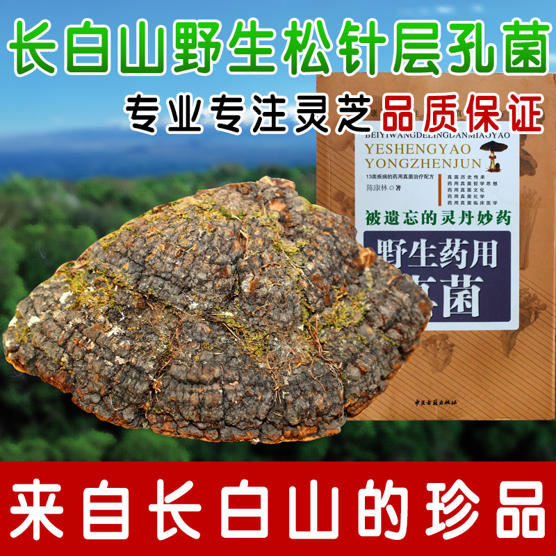 Changbai Mountain Pure wild Pine needles Ganoderma Pine needles Phellinus Nyingchiin the Traditional nourishing food , Ganoderma , Pruning Ganoderma category - from Buy2taobao.com to provide professional Taobao agent buy service