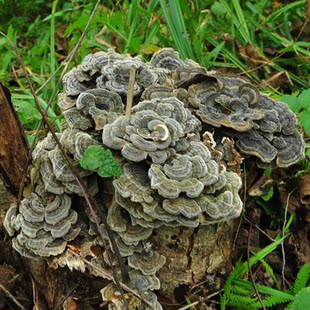  长白山野生云芝 云芝蘑 野生灵芝保肝 买2送1 买5送3 包邮