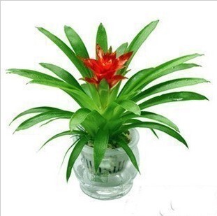 千禧星鸿运当头小红星凤梨花卉水培植物盆栽植