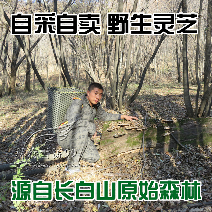 野生東方栓菌 東方雲芝 野生靈芝 灰帶栓菌 藥用真菌 肺 250克在類目 傳統滋補營養品, 靈芝, 整枝靈芝中 - 來自Buy2taobao.com提供專業的淘寶代購服務