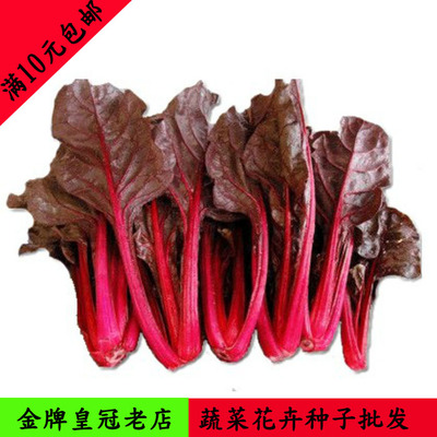 红叶甜菜种子 补血奇效 红叶菠菜种子 红梗菜 红根达菜 甜叶菜