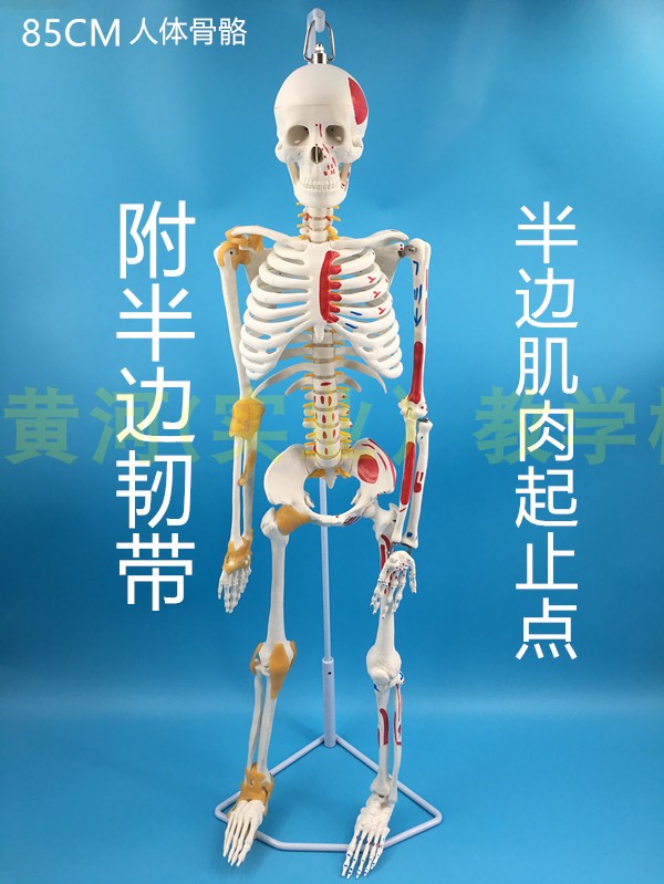 85CM人体骨骼带神经及肌肉着色 韧带模型 脊柱 神经根 椎间盘|msdalam kategori Toy/bayi/teka-teki/blok bangunan/model, model statik, mainan model lain - dari Buy2taobao.com untuk memberikan perkhidmatan ejen Taobao profesional membeli