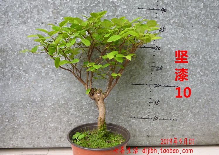 坚漆盆景小盆栽 檵木继木清明花白花树丛林式盆景盆栽清新小盆栽|msdalam kategori penghantaran bunga/bunga simulasi/tumbuhan berkebun, bunga/Tumbuh-tumbuhan tumbuh-tumbuhan pasu (baru), tumbuh-tumbuhan hijau - dari Buy2taobao.com untuk memberikan perkhidmatan ejen Taobao profesional membeli